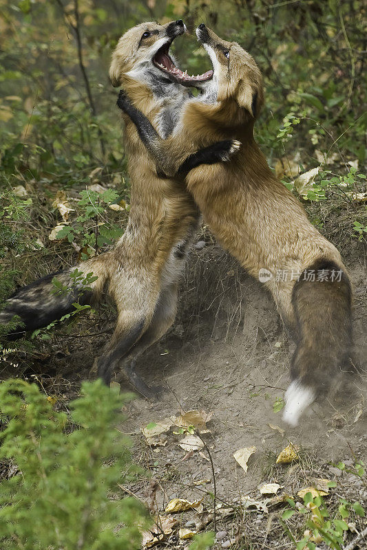 赤狐(Vulpes Vulpes)是食肉目哺乳动物。它是陆地上食肉动物中分布最广的，原产于加拿大、阿拉斯加、几乎所有邻近的美国、欧洲和北非